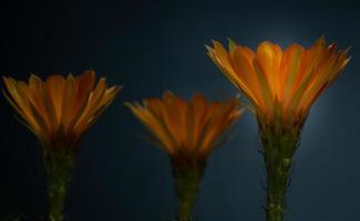 fleurs orange sur mini nom de cactus lobivia. petit pot sur fond noir isolé. prise de vue en studio et éclairage photo