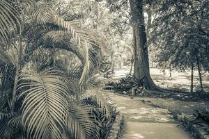 jungle tropicale plantes arbres sentiers pédestres ruines mayas muyil mexique. photo