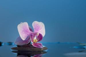 nature morte avec orchidée rose, pierres, coquillages dans l'eau bleue. photo avec espace de copie. notion de spa.