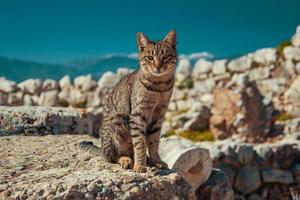 chat tigré est assis sur les ruines antiques de la forteresse mycénienne sur fond de montagnes photo