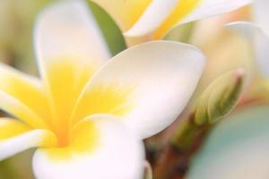 papier peint fleur plumeria blanc et jaune