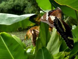 papillons s'accouplant pendant la saison des amours dans le jardin. photo