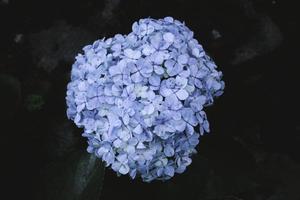 hortensia bleu ou hortensia macrophylla ou fleur d'hortensia ou fleur bleue. faible profondeur de champ pour une douce sensation de rêve photo