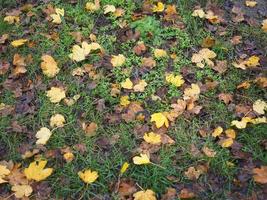 fond de texture de feuilles brunes photo