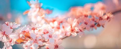 gros plan de la nature étonnante, cerisier en fleurs sur fond flou bokeh. fleurs de sakura roses, incroyable nature romantique rêveuse colorée. conception de bannière florale d'amour photo