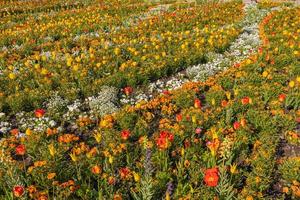 jardin de fleurs de printemps, champ de tulipes et petites fleurs blanches. parc de la ville saisonnier, gros plan floral photo