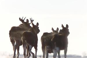 orignal des prairies saskatchewan photo