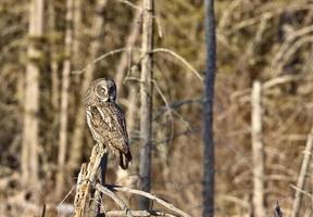 grand hibou gris photo