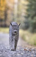 lynx des montagnes rocheuses photo