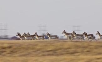 antilope d'Amérique saskatchewan canada photo