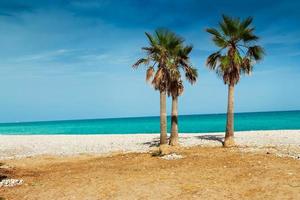 palmiers dans une plage très calme. image horizontale. photo