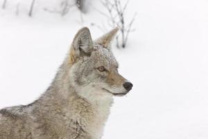 parc de yellowstone wyoming hiver neige coyote photo