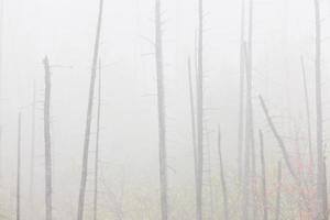 brume matinale et brouillard des arbres saskatchewan canada photo