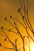 cormorans dans l'arbre photo