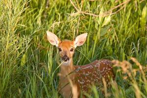 faon de cerf mulet se cachant dans l'herbe photo