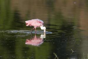 Spatule rosette et son reflet dans les eaux de la Floride photo