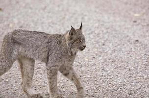 lynx des montagnes rocheuses photo