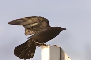 jeune corbeau perché sur le signe photo