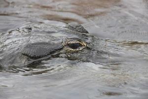 alligator américain dans les eaux de la floride photo