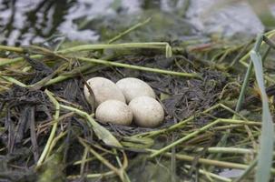 oeufs de grèbe esclavon photo