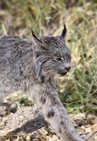 lynx des montagnes rocheuses photo