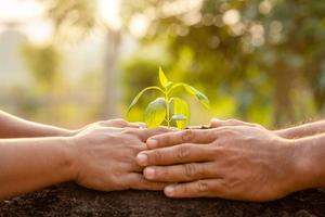 gros plan main tenant une jeune pousse d'arbre vert et plantant dans le sol photo