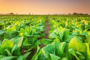 vue de la plante de tabac dans le champ de la province de sukhothai, au nord de la thaïlande photo