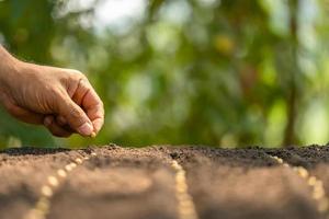 main d'un agriculteur plantant des graines brunes dans le sol. concept de croissance et d'environnement photo