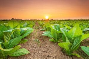 vue de la plante de tabac dans le champ de la province de sukhothai, au nord de la thaïlande photo