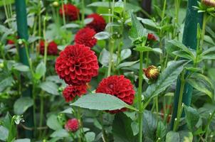 fleur de dahlia rouge photo