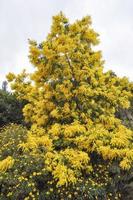 Fleurs de mimosa jaune d'acacia dealbata plante aka silver wattle photo