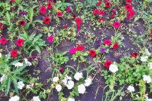 mélange coloré de fleurs de calibrachoa photo