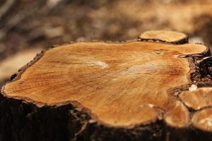 souche d'un arbre coupé. exploitation forestière de pins par une journée ensoleillée. la surexploitation conduit à la déforestation mettant en danger l'environnement et la durabilité. déforestation, mise au point sélective photo