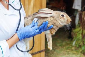 femme vétérinaire avec stéthoscope tenant et examinant le lapin sur fond de ranch se bouchent. lapin dans les mains du vétérinaire pour un contrôle dans une ferme écologique naturelle. concept de soin des animaux et d'agriculture écologique. photo