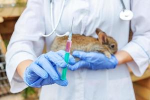 femme vétérinaire avec seringue tenant et injectant du lapin sur fond de ranch en gros plan. lapin dans les mains du vétérinaire pour la vaccination dans une ferme écologique naturelle. concept de soin des animaux et d'agriculture écologique. photo