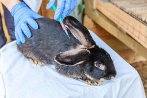 femme vétérinaire avec seringue tenant et injectant du lapin sur fond de ranch en gros plan. lapin dans les mains du vétérinaire pour la vaccination dans une ferme écologique naturelle. concept de soin des animaux et d'agriculture écologique. photo