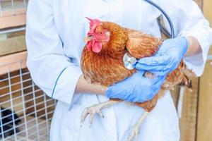 vétérinaire avec stéthoscope tenant et examinant le poulet sur fond de ranch. poule dans les mains du vétérinaire pour un contrôle dans une ferme écologique naturelle. concept de soin des animaux et d'agriculture écologique. photo