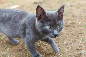 drôle de chaton gris domestique à poil court se faufilant dans le fond de l'arrière-cour. chat britannique marchant à l'extérieur dans le jardin le jour de l'été. soins pour animaux de compagnie concept de santé et d'animaux nouveau membre charmant de la famille photo