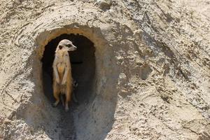 un suricate se dresse sur ses pattes arrière près d'un vison par une journée ensoleillée photo