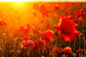 beau champ de coquelicots au coucher du soleil, gros plan, fonds d'écran photo