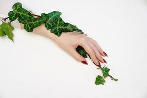 belle main féminine allongée sur fond blanc avec une brindille avec des feuilles vertes, concept de soins des mains photo