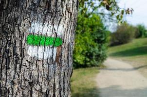 panneau touristique vert sur un arbre. détail du balisage touristique sur les sentiers de randonnée. marques peintes sur le tronc d'arbre typiques de la république tchèque photo