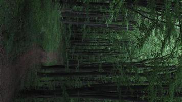 chemin sombre dans la forêt. paysage verdoyant. fond de forêt. photo