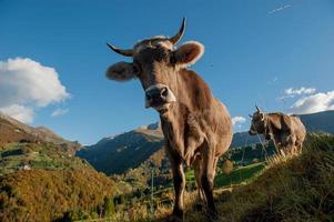 vaches avec veaux qui paissent photo