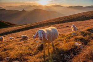 animaux en liberté, pâturage photo