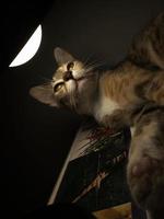 photo en gros plan d'un chat regardant une lumière vive