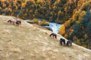 fantastique paysage d'automne doré entre montagnes rocheuses et rivière bruyante en géorgie. chevaux au pâturage. L'Europe  photo