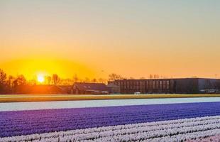 vue panoramique sur le champ de jacinthe en hollande. photo