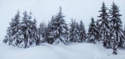 paysage d'hiver mystérieux montagnes majestueuses dans. magie photo