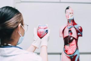 modèle de coeur dans la main d'un médecin avec un mannequin d'organes internes du corps humain. mise au point sélective photo